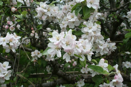 Apple blossom, Henley Mill