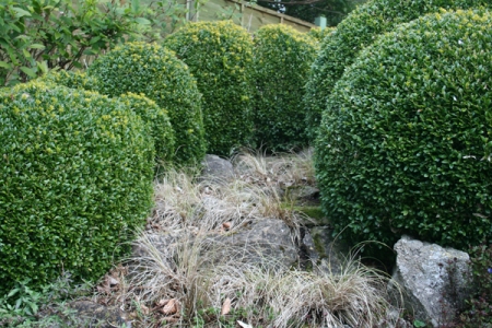 Buxus sempervirens and grass Carex 'Frosted Curls', Henley Mill