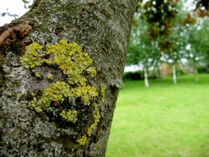 Lichen with birch trees beyond
