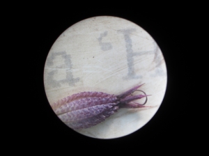 Microscope of Astrantia Hadspen Blood seed plus label